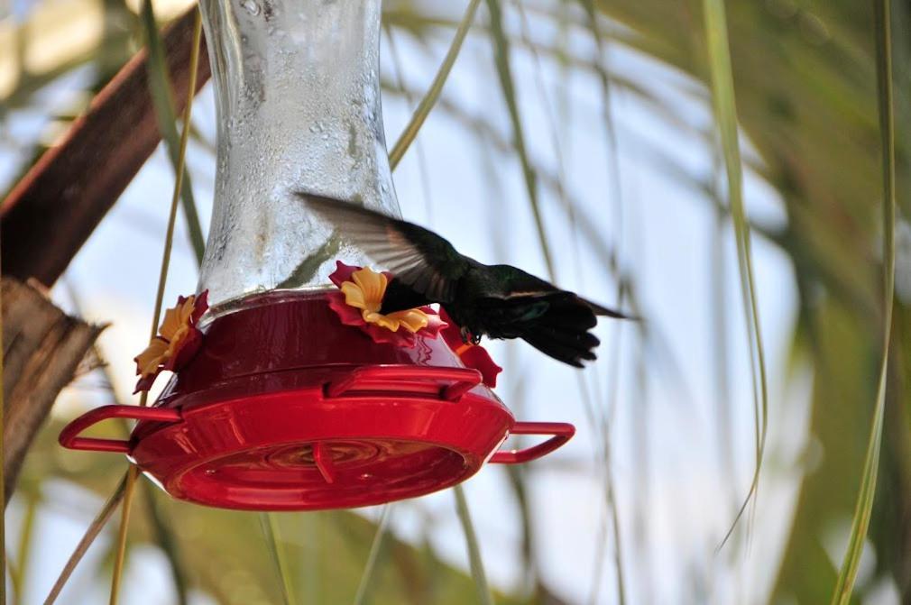 Апартаменты Le Colibri D'Isa Капестер-Бель-О Экстерьер фото