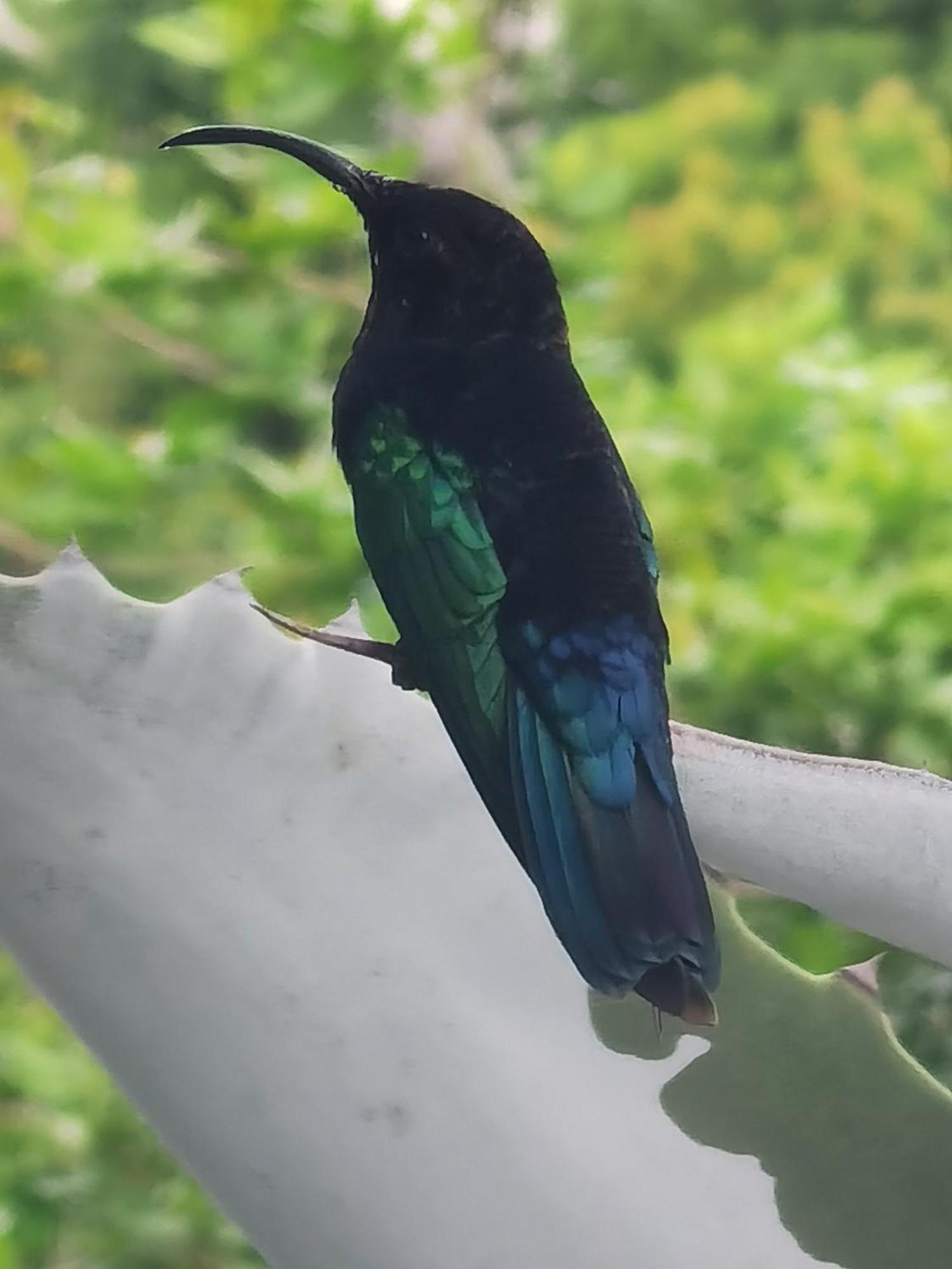 Апартаменты Le Colibri D'Isa Капестер-Бель-О Экстерьер фото